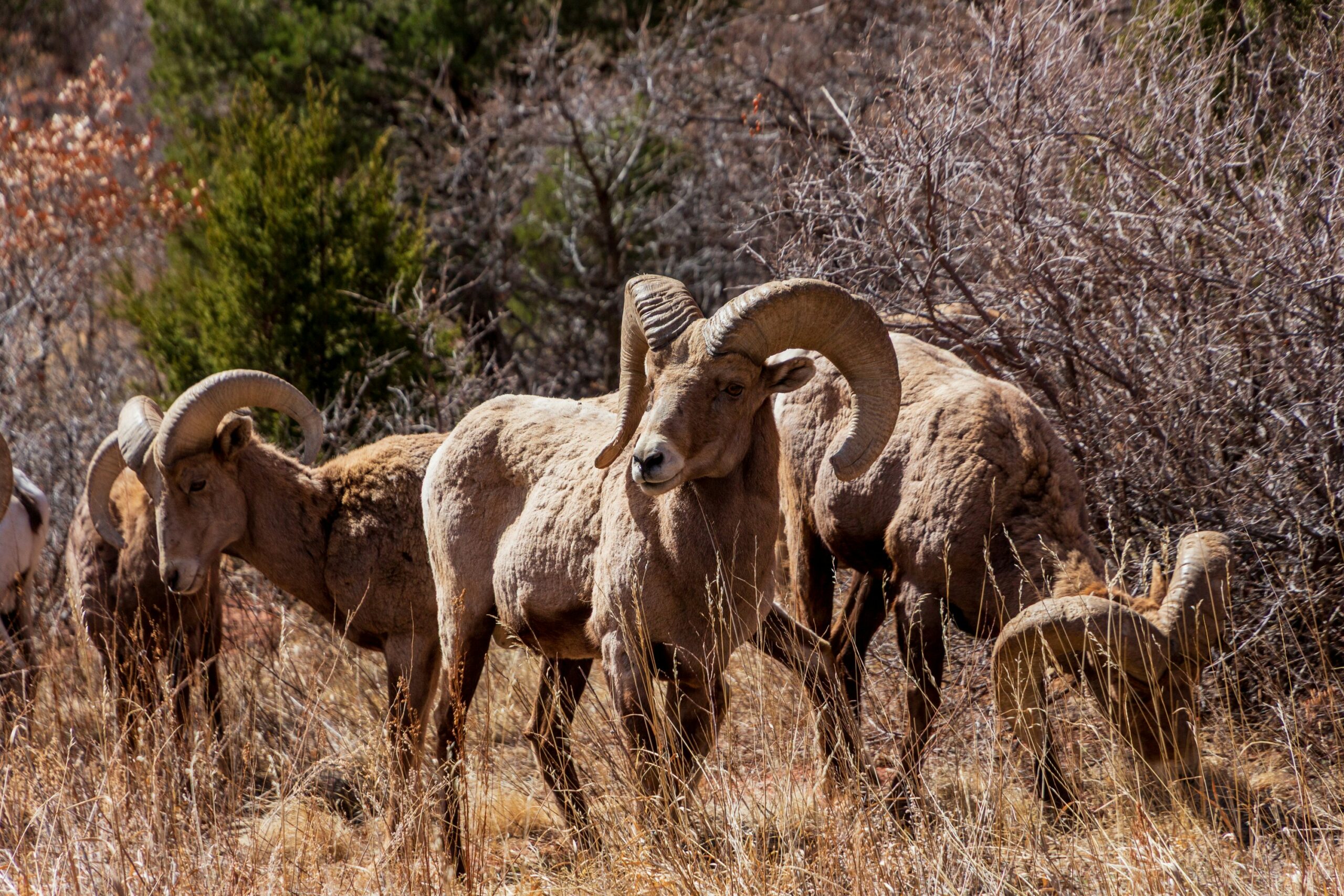 Garden of the Gods Big Horn Sheep